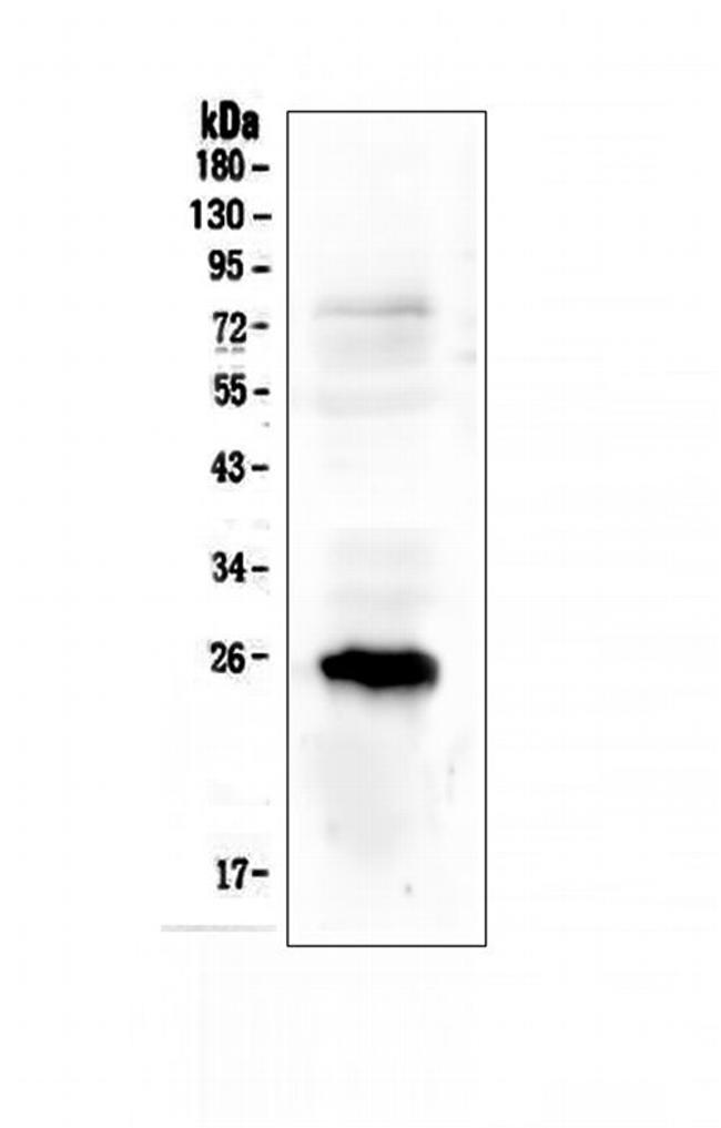 PGF Antibody in Western Blot (WB)