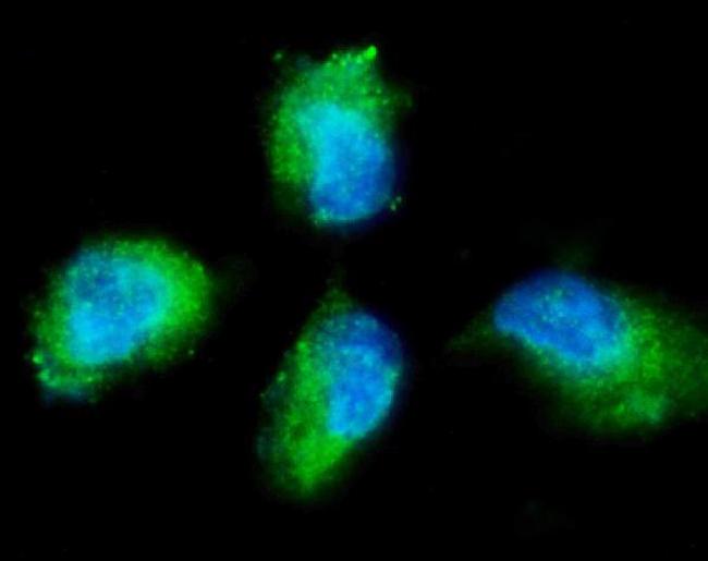 PKC gamma Antibody in Immunocytochemistry (ICC/IF)