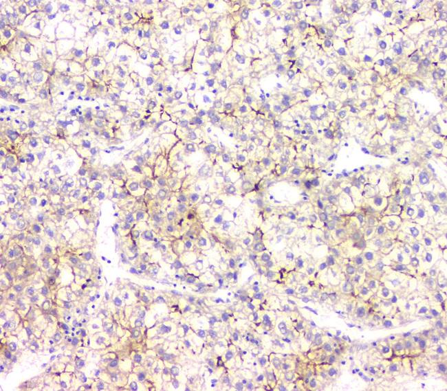 AKR1D1 Antibody in Immunohistochemistry (Paraffin) (IHC (P))