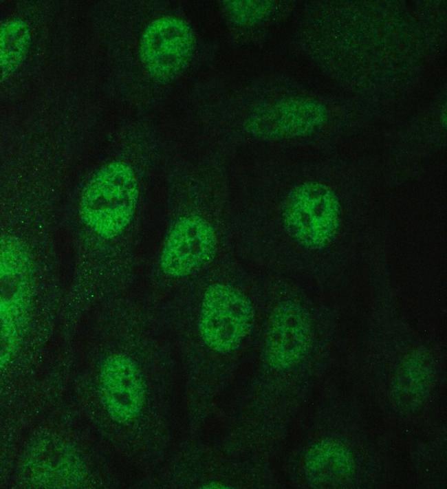 BAG6 Antibody in Immunocytochemistry (ICC/IF)