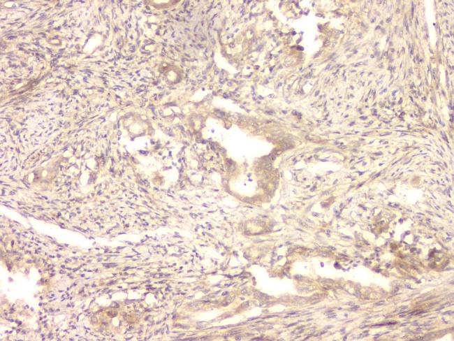 BMP-15 Antibody in Immunohistochemistry (Paraffin) (IHC (P))