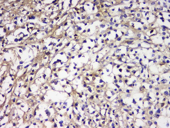 CD179b Antibody in Immunohistochemistry (Paraffin) (IHC (P))