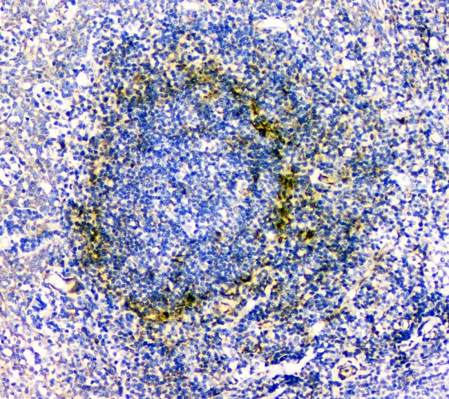 IL-34 Antibody in Immunohistochemistry (Paraffin) (IHC (P))