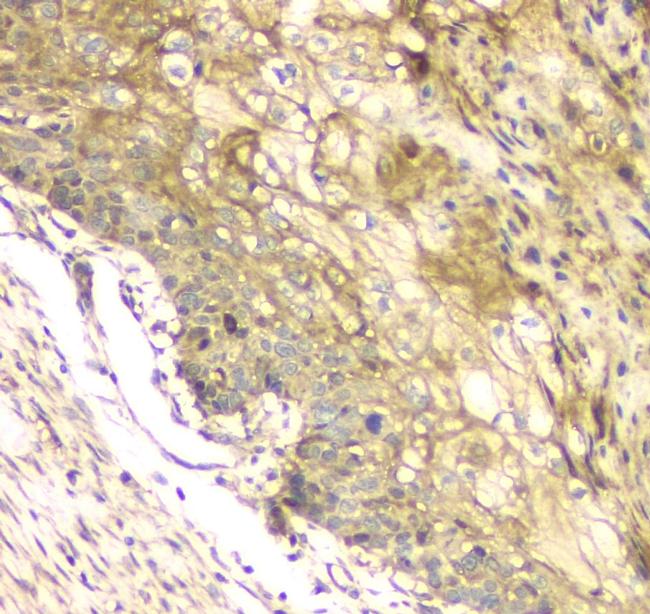 CCDC90A Antibody in Immunohistochemistry (Paraffin) (IHC (P))