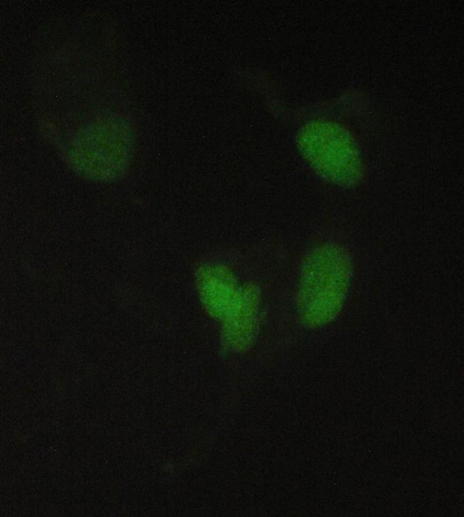 PPCS Antibody in Immunocytochemistry (ICC/IF)