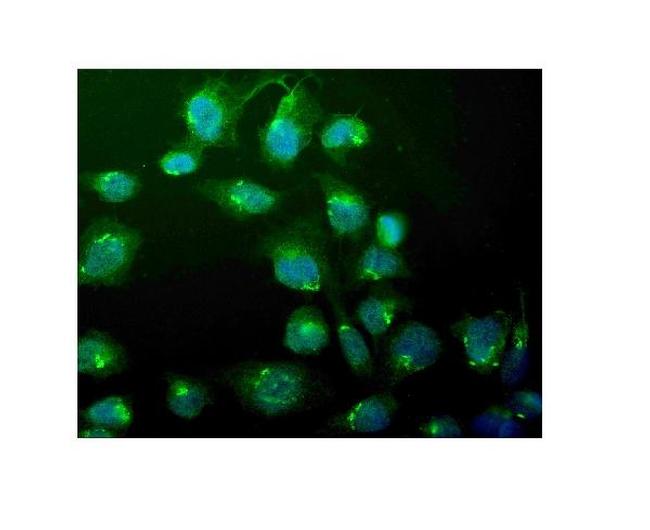 WEE1 Antibody in Immunocytochemistry (ICC/IF)