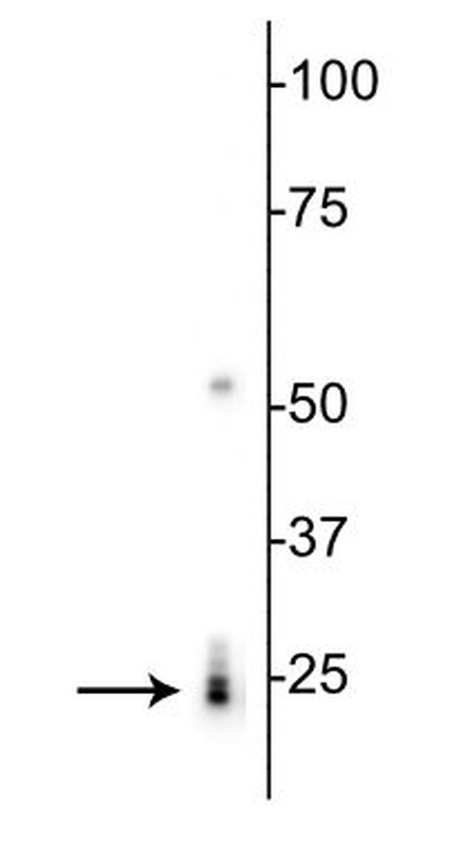 RBPMS Antibody in Western Blot (WB)