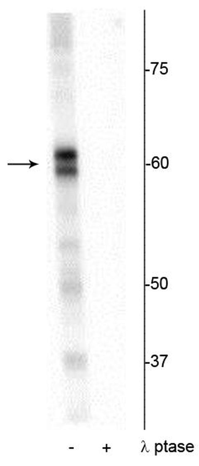 Phospho-PRAS40 (Thr356) Antibody in Western Blot (WB)