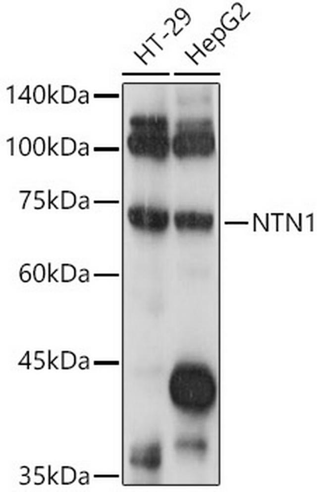 NTN1 Antibody in Western Blot (WB)