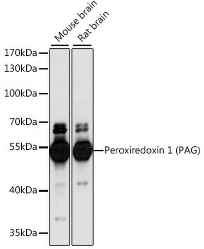 PAG1 Antibody in Western Blot (WB)