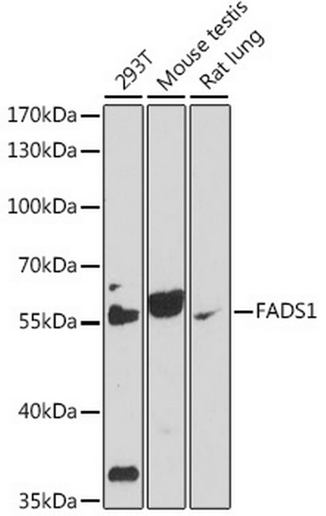 FADS1 Antibody in Western Blot (WB)