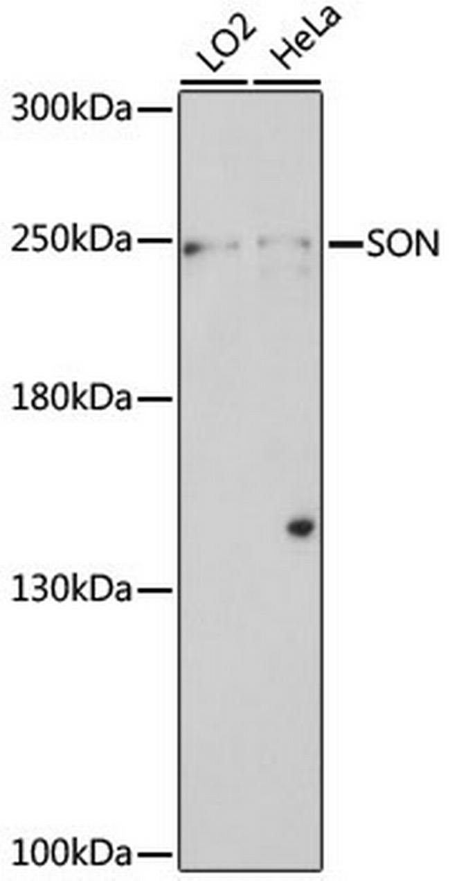 SON Antibody in Western Blot (WB)