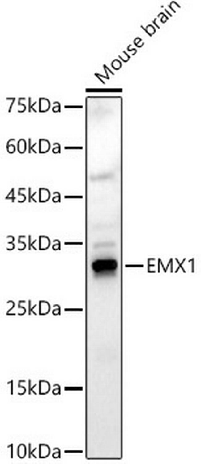 EMX1 Antibody in Western Blot (WB)