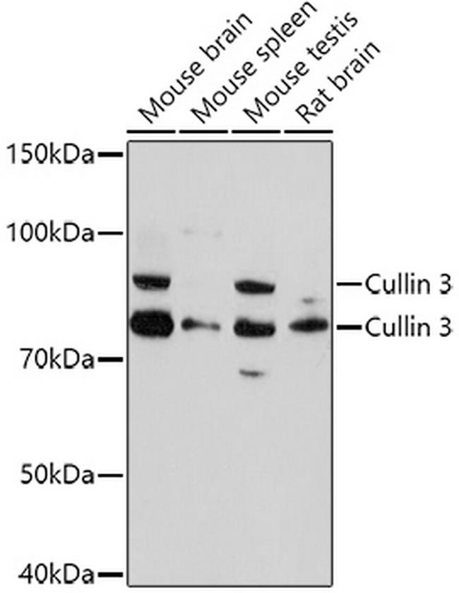 Cullin 3 Antibody in Western Blot (WB)