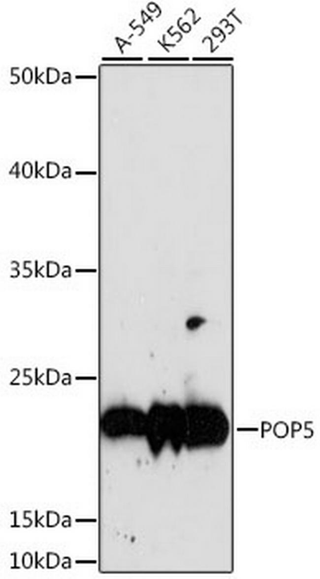 POP5 Antibody in Western Blot (WB)