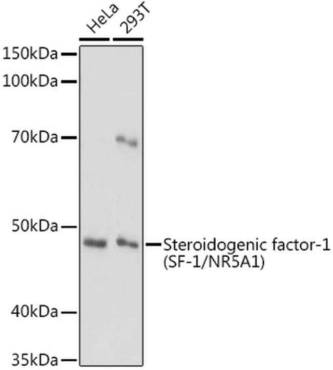 NR5A1 Antibody in Western Blot (WB)