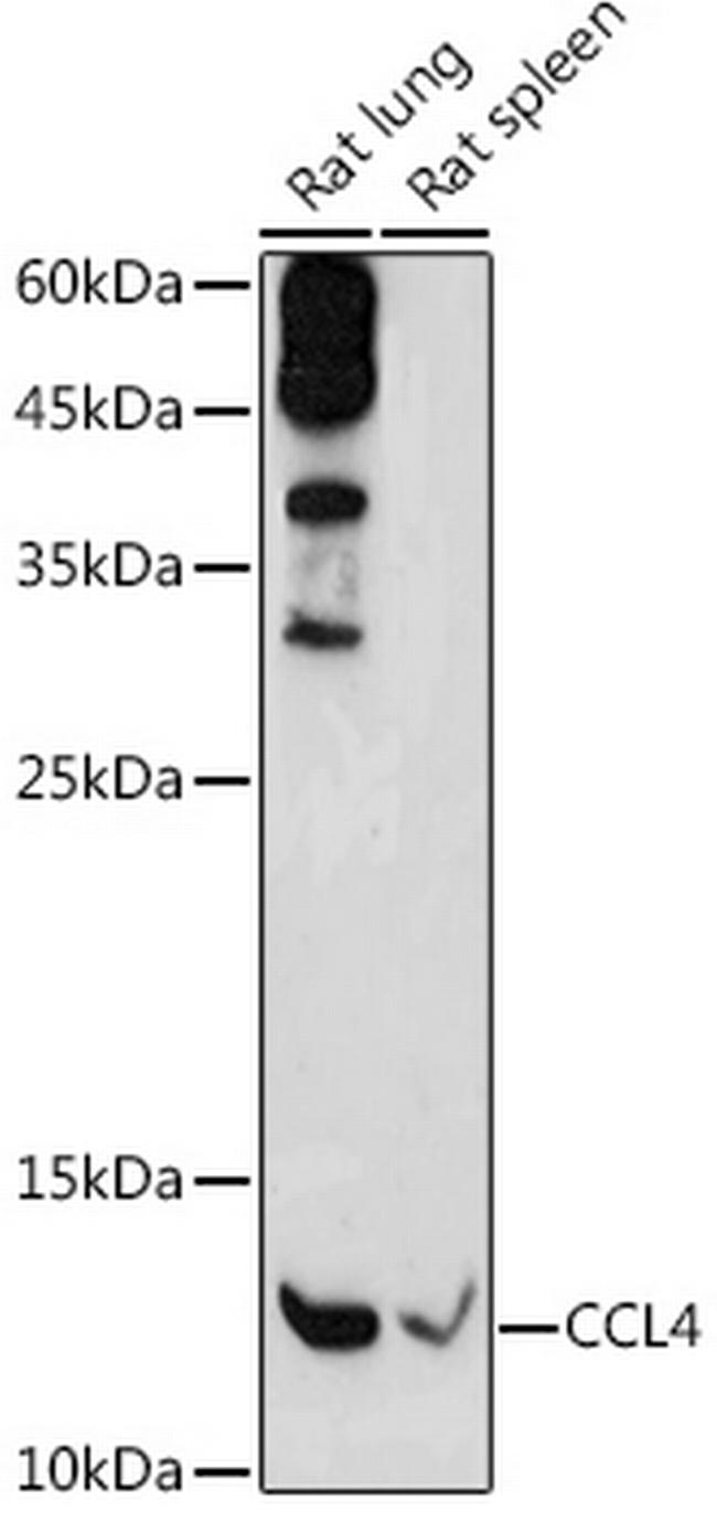 CCL4 Antibody in Western Blot (WB)