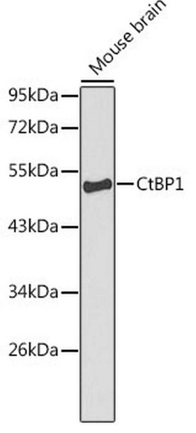 CtBP1 Antibody in Western Blot (WB)