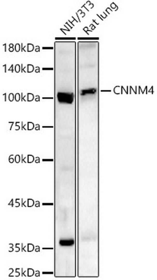 CNNM4 Antibody in Western Blot (WB)