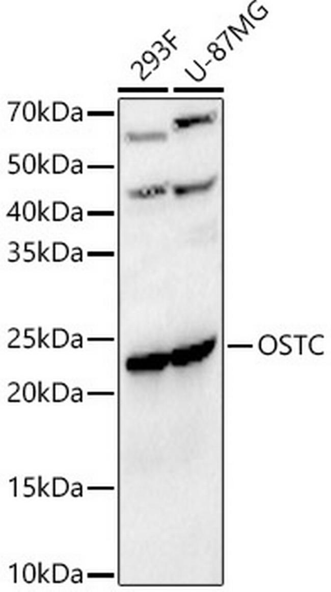 OSTC Antibody in Western Blot (WB)