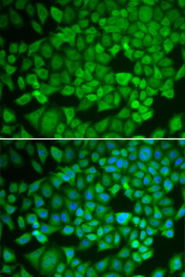 NR0B1 Antibody in Immunocytochemistry (ICC/IF)