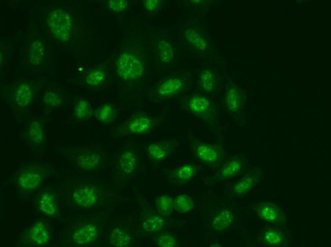 POLR2E Antibody in Immunocytochemistry (ICC/IF)