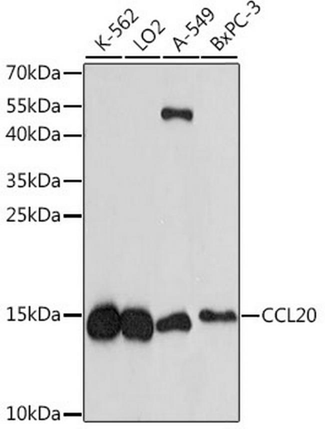 CCL20 Antibody in Western Blot (WB)