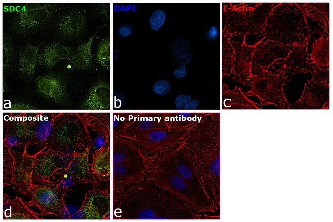 Syndecan 4 Antibody in Immunocytochemistry (ICC/IF)