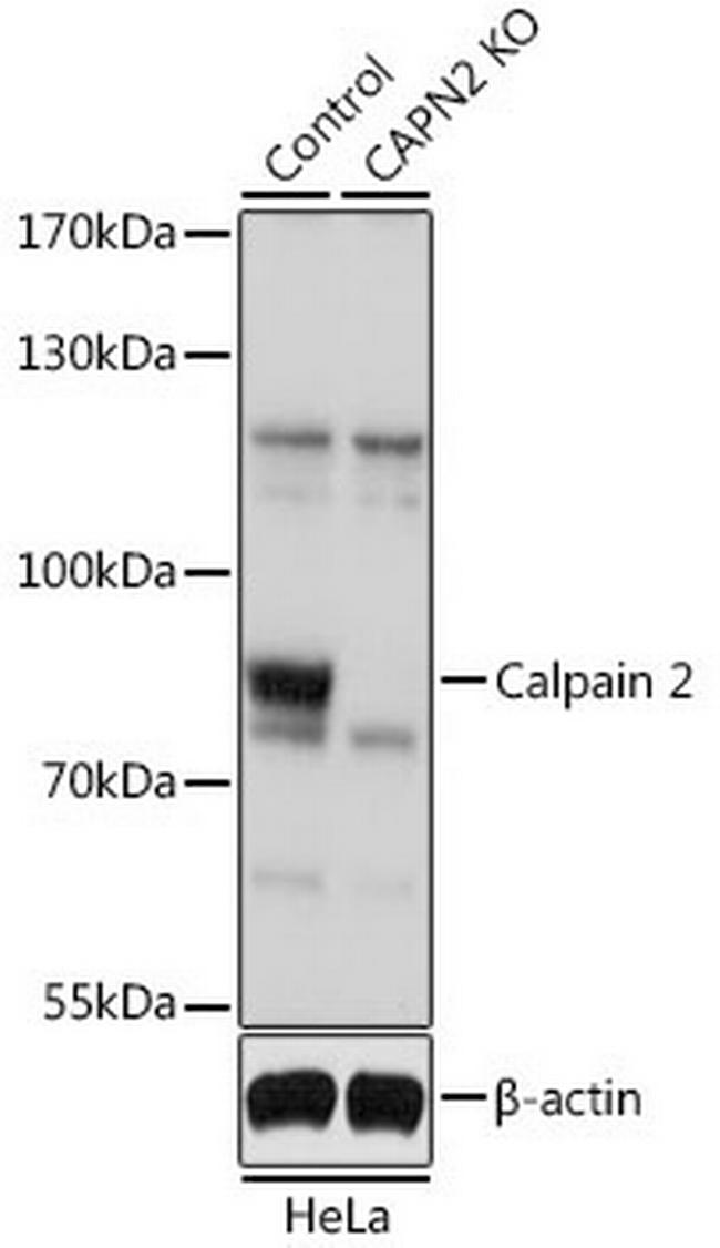 Calpain 2 Antibody in Western Blot (WB)