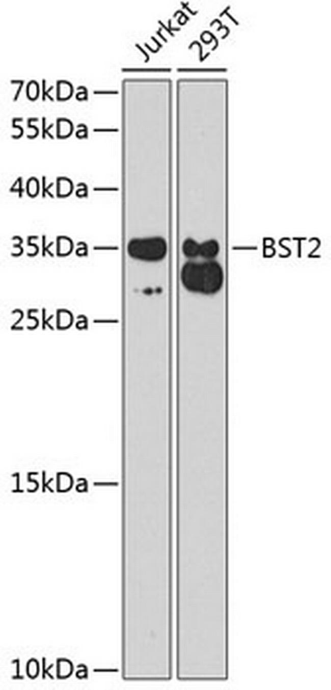 BST-2 Antibody in Western Blot (WB)