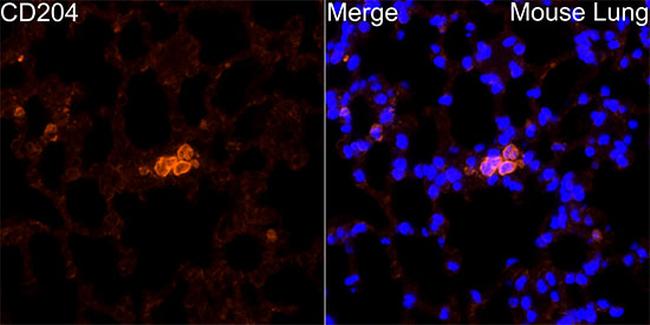 CD204 Antibody in Immunocytochemistry (ICC/IF)