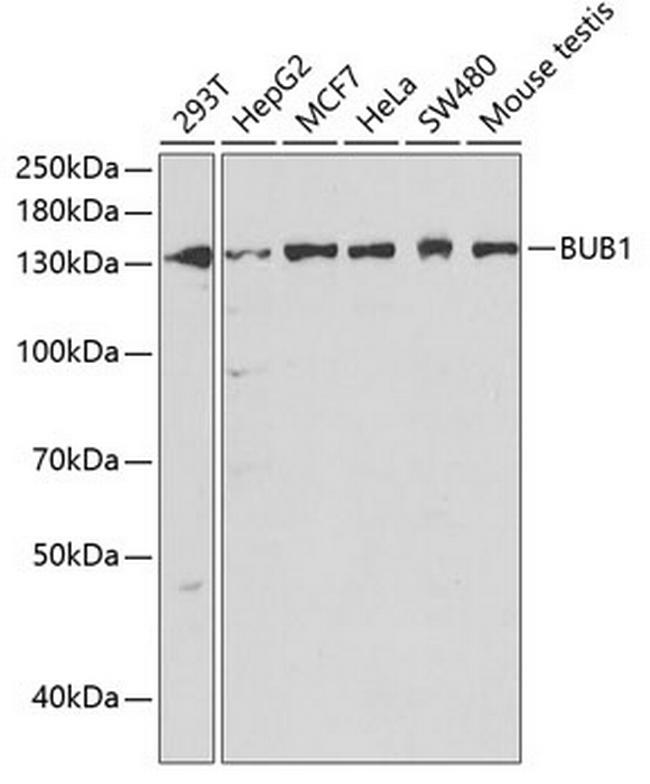 Bub1 Antibody in Western Blot (WB)