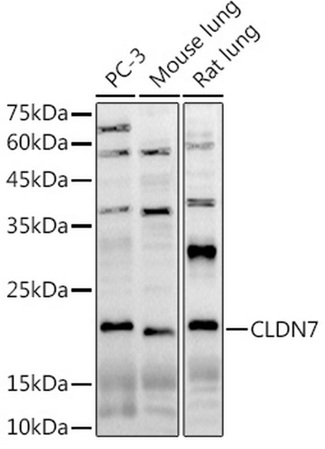 Claudin 7 Antibody in Western Blot (WB)