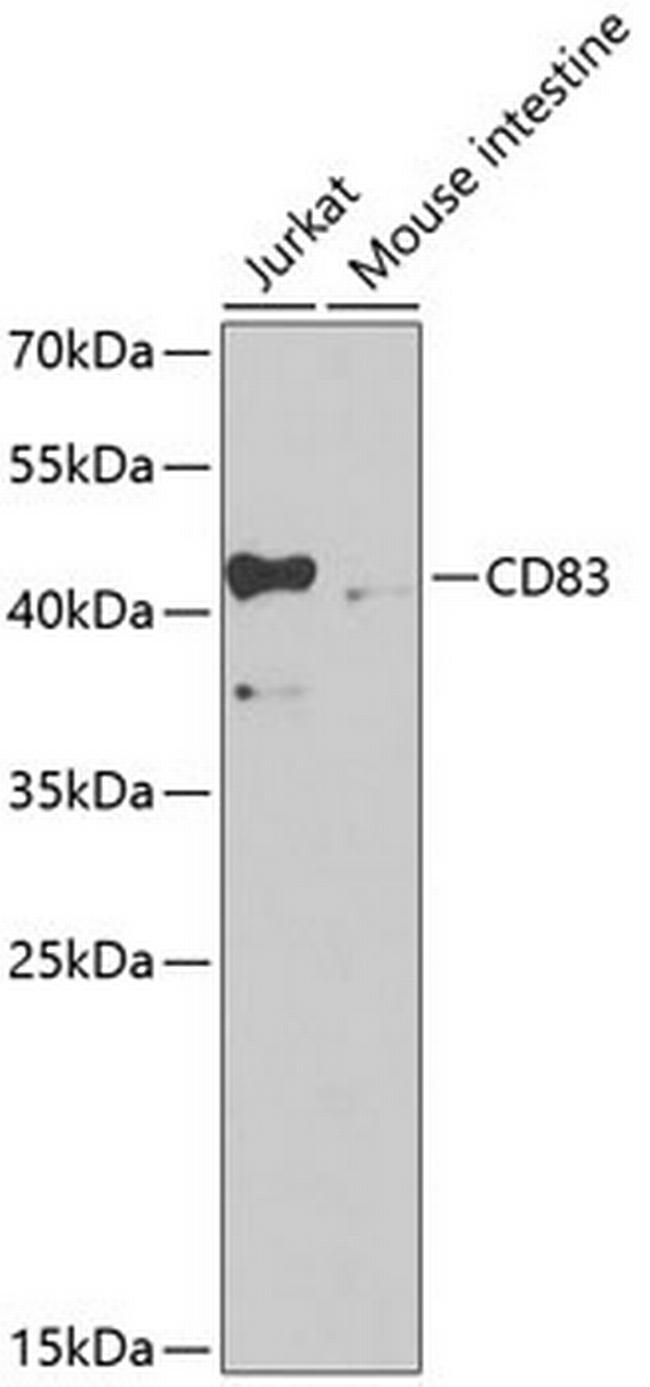 CD83 Antibody in Western Blot (WB)