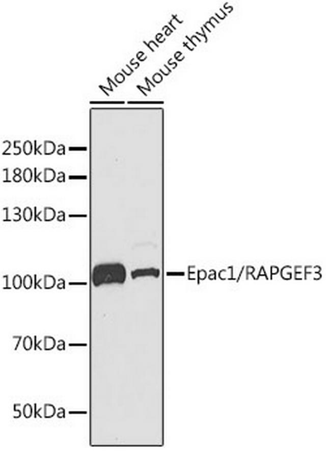 RAPGEF3 Antibody in Western Blot (WB)