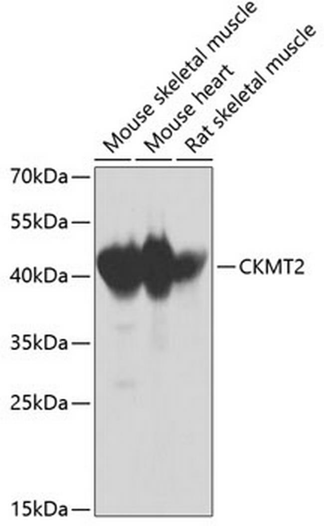 CKMT2 Antibody in Western Blot (WB)