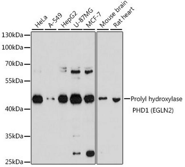 PHD1 Antibody in Western Blot (WB)