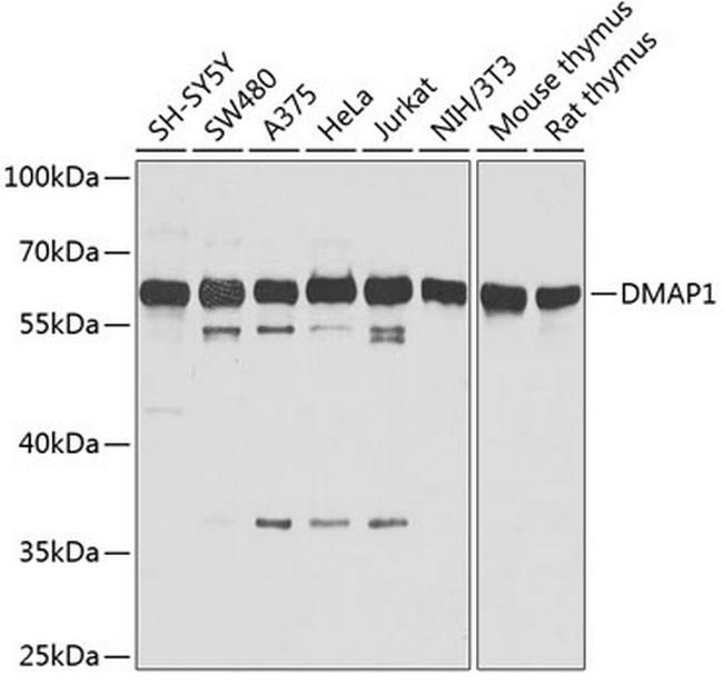 DMAP1 Antibody in Western Blot (WB)