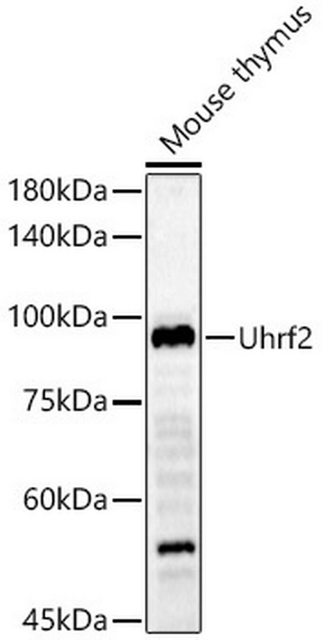 UHRF2 Antibody in Western Blot (WB)