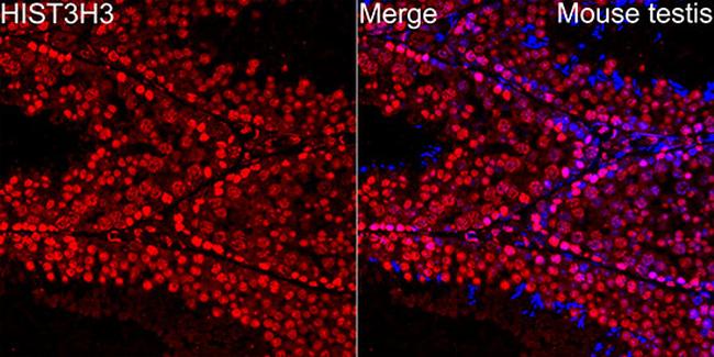 Histone H3.1t Antibody in Immunocytochemistry (ICC/IF)