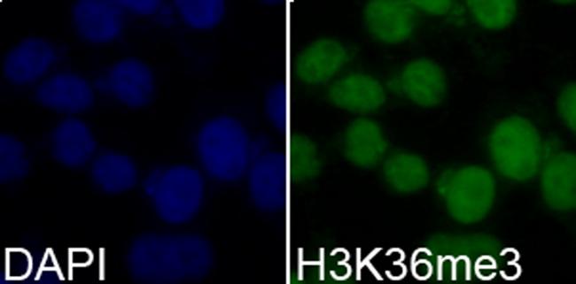 H3K36me3 Antibody in Immunocytochemistry (ICC/IF)