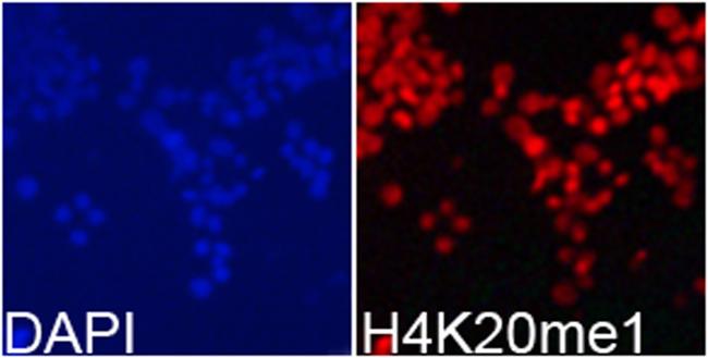 H4K20me1 Antibody in Immunocytochemistry (ICC/IF)