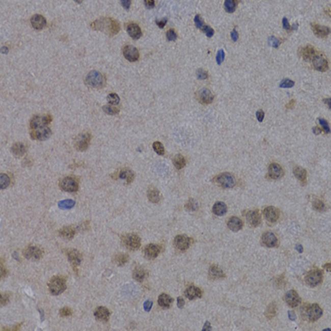 POLR2L Antibody in Immunohistochemistry (Paraffin) (IHC (P))