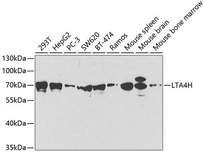 LTA4H Antibody in Western Blot (WB)