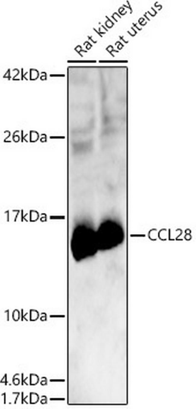 CCL28 Antibody in Western Blot (WB)