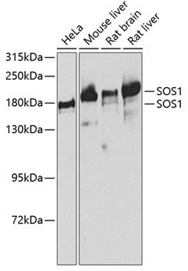 SOS1 Antibody in Western Blot (WB)