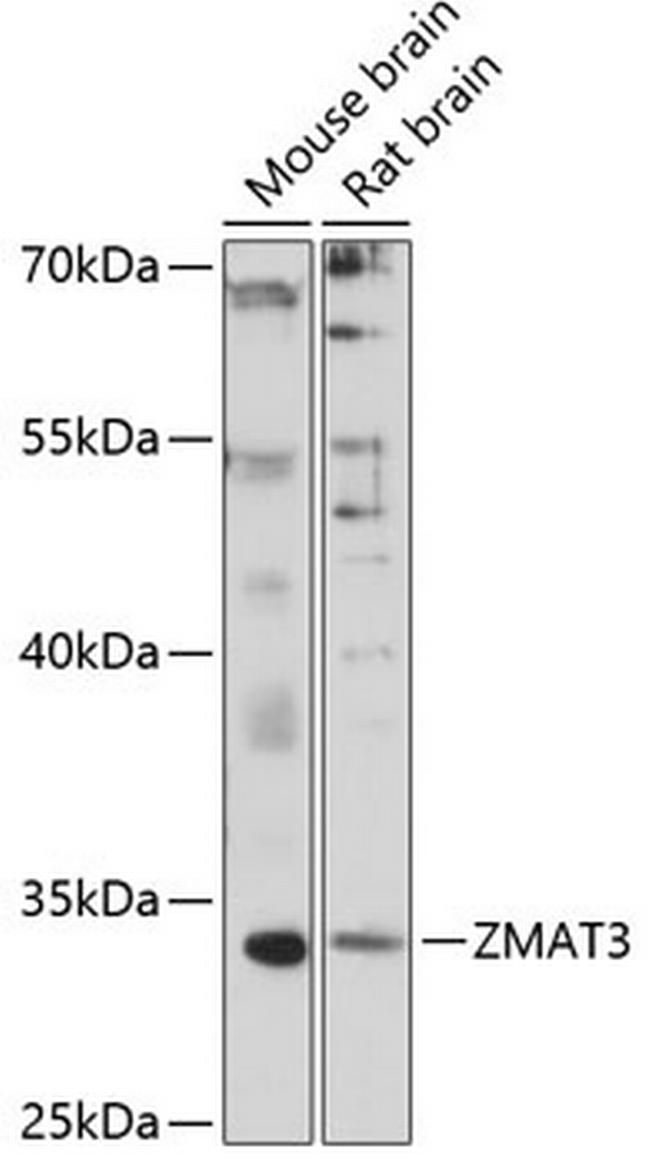 ZMAT3 Antibody in Western Blot (WB)