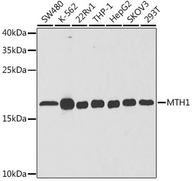 MTH1 Antibody in Western Blot (WB)