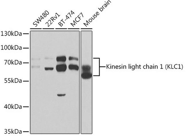 KLC1 Antibody in Western Blot (WB)