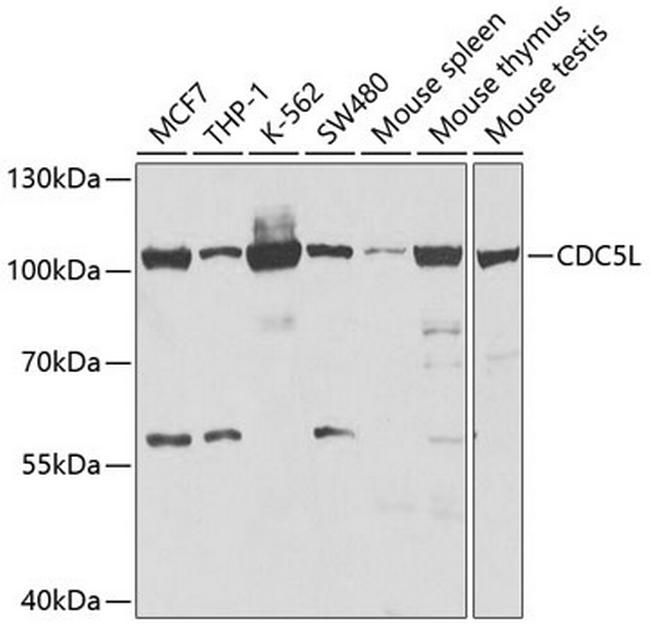 Cdc5L Antibody in Western Blot (WB)